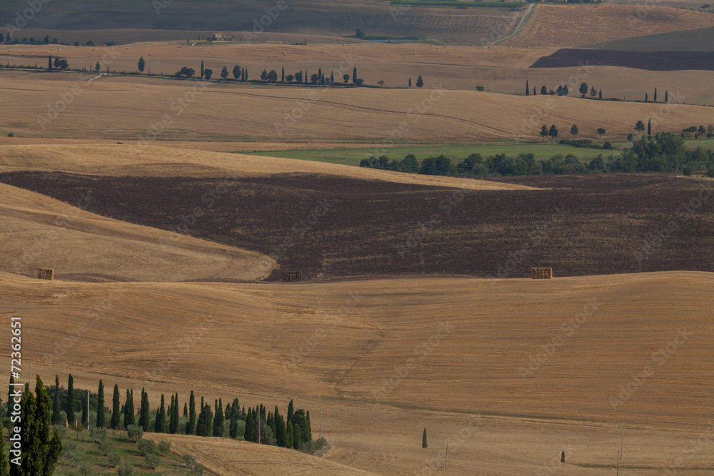 Fototapeta premium Tuscany fields in summer