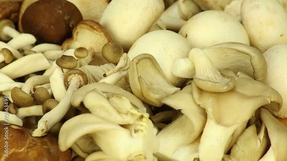 Different varieties of mushrooms Different varieties of mushrooms