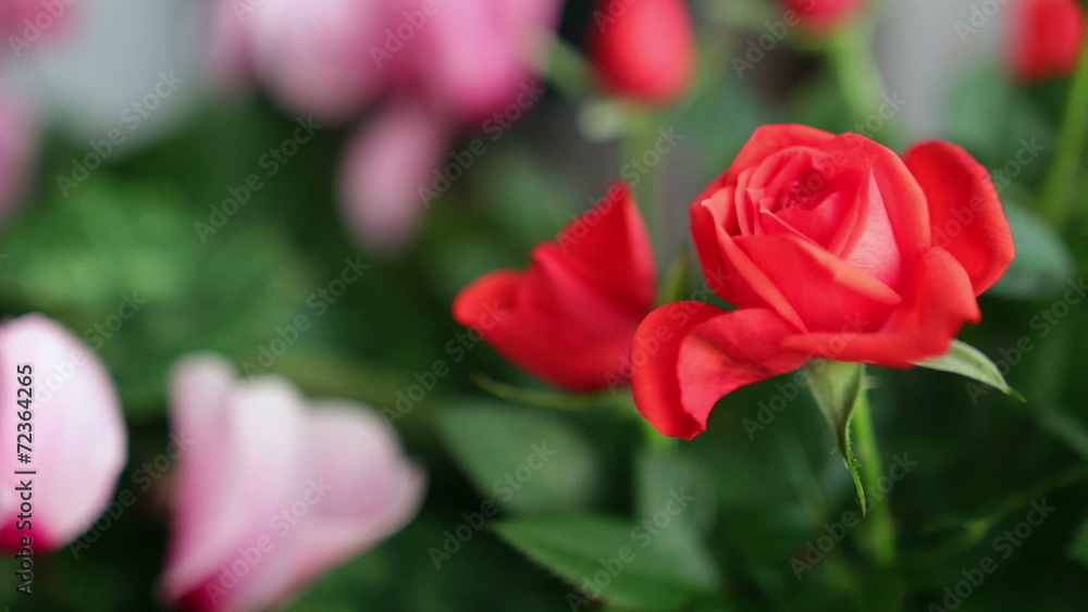 Red rose flower gently moved by the wind Red rose flower gently moved by the wind