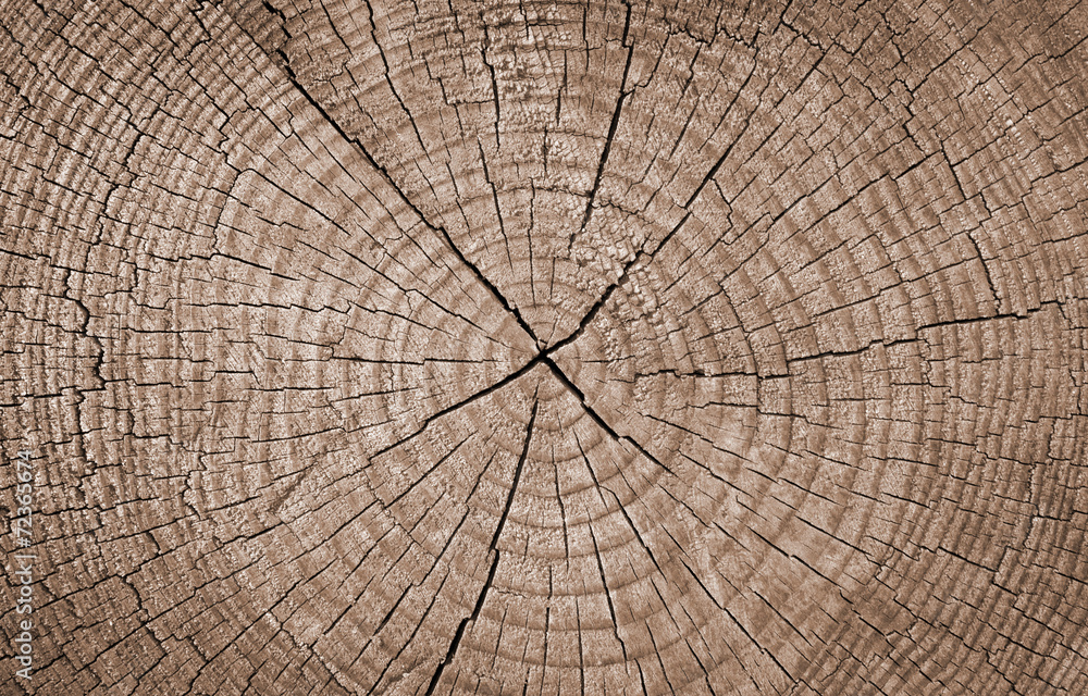 Fototapeta premium Cross section of tree trunk showing growth rings,texture