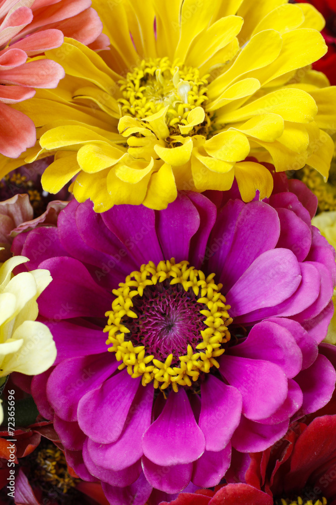 Zinnia flowers Zinnia flowers