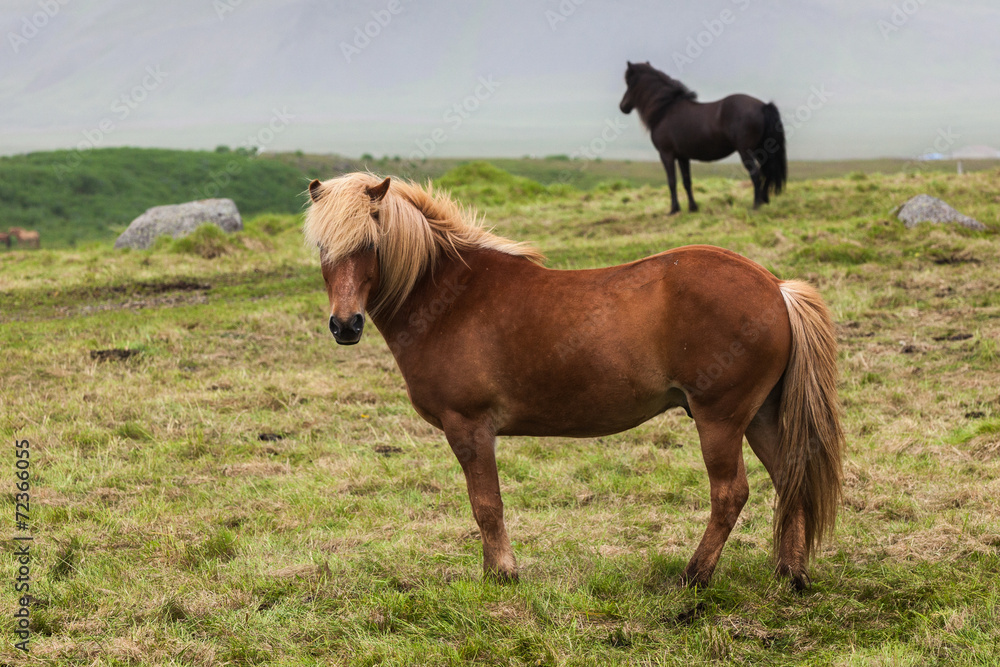 Fototapeta premium Iceland. Horses