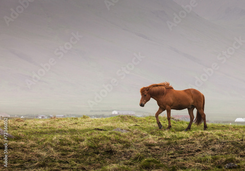 Canvas Print Icelandic red horse