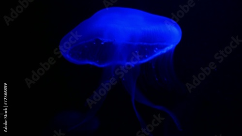 Jelly Fish