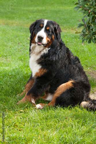 Fototapeta Naklejka Na Ścianę i Meble -  Bernese mountain dog