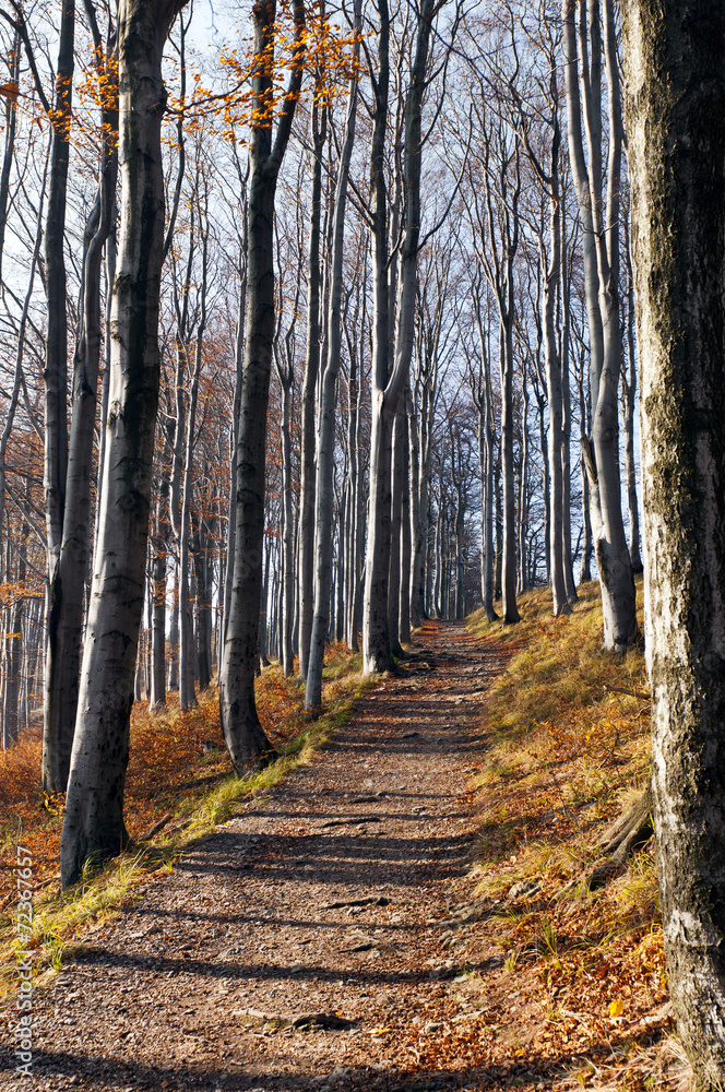 Obraz premium Autumn (fall) forest