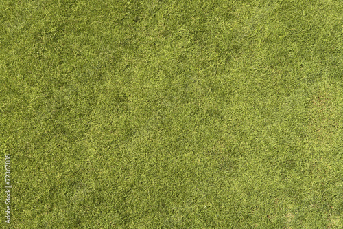 Grass Texture