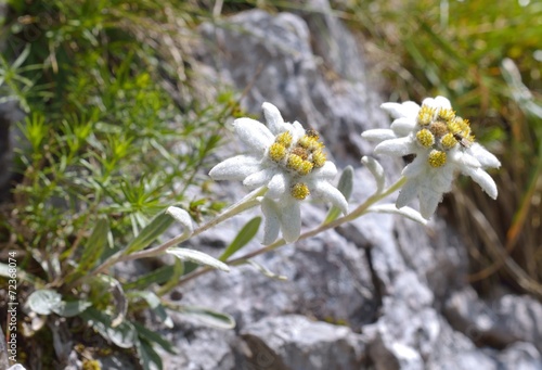 Edelweiss (Leontopodium alpinum)