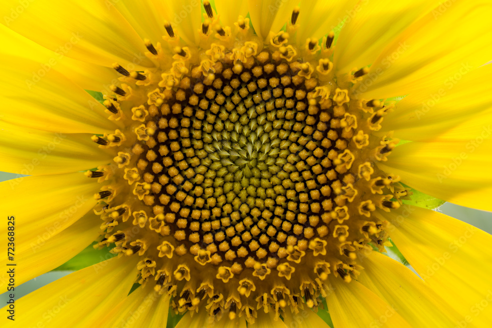 Obraz premium Close up of the sunflower. Sunflower florets are arranged in a natural spiral having a Fibonacci sequence.