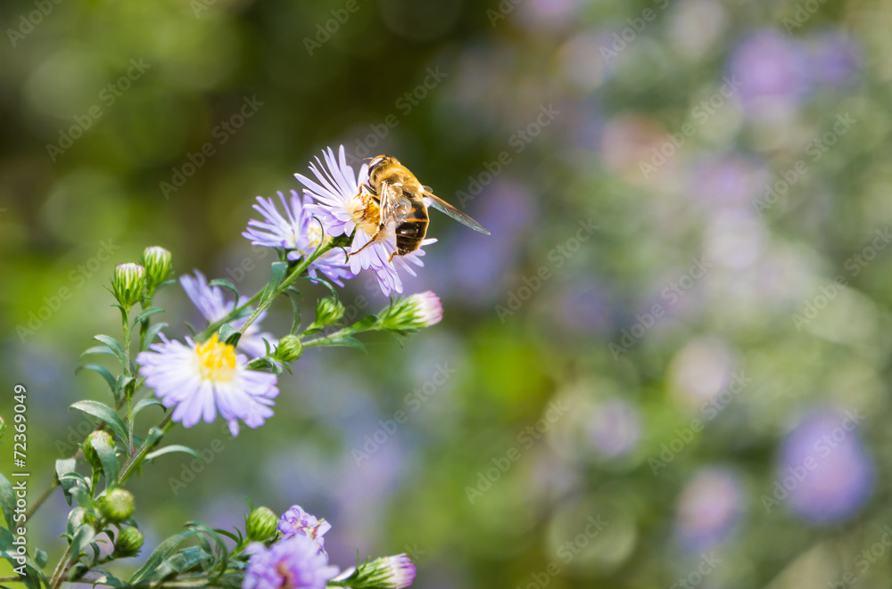 A Bee A Bee