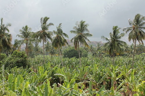 Wallpaper Mural Banana land Torontodigital.ca