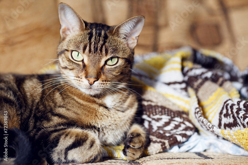 Fototapeta Naklejka Na Ścianę i Meble -  Tabby cat lying on a sofa at home