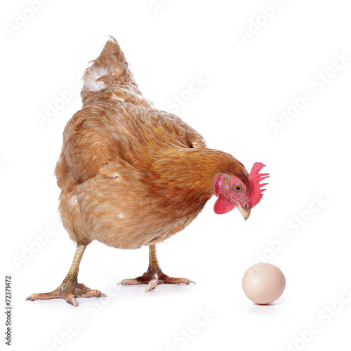 poule avec oeuf photo