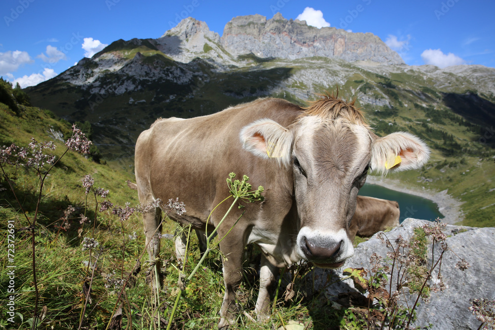 Kuh in Österreich Kuh in Österreich