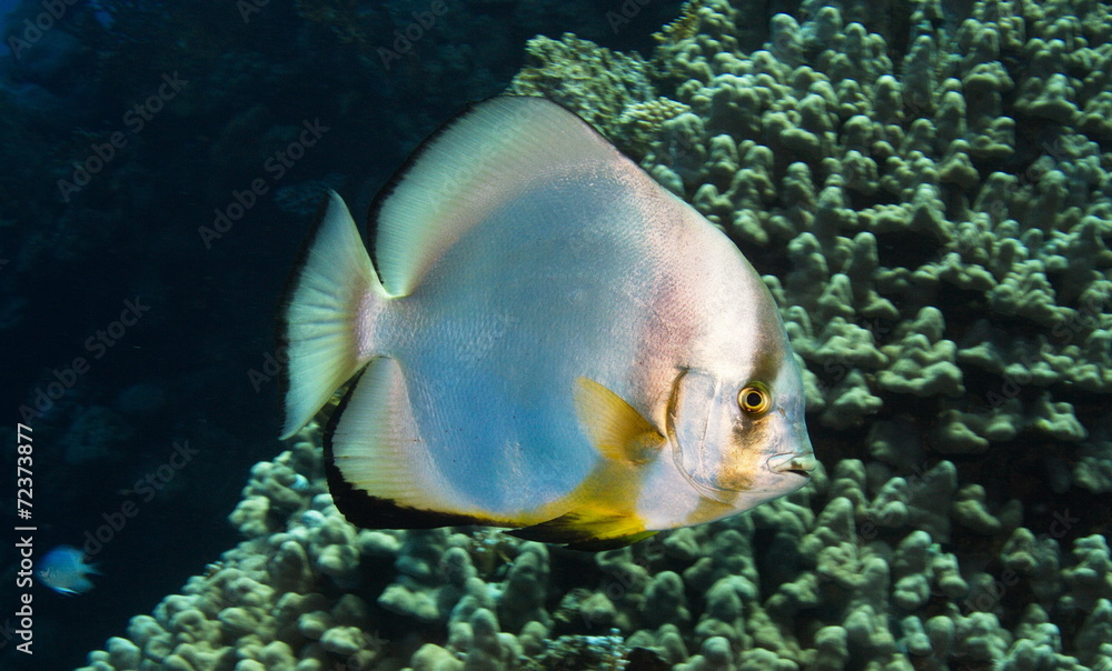 Obraz premium Poisson platax