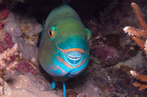 Poisson perroquet