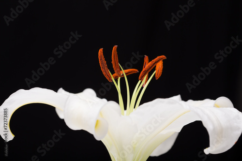 White lily close-up macro shot in studio on black background