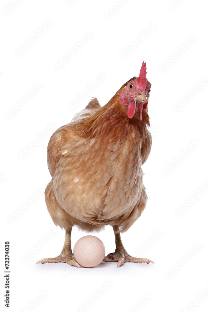 Fototapeta premium poule avec oeuf