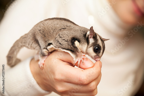 Gray sugar glider seats on woman hand