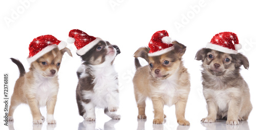 Vier Chihuahuas mit Weihnachtsmützen © absolutimages