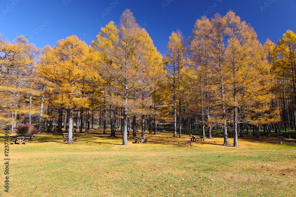 Autumn Leaves with blue sky Autumn Leaves with blue sky