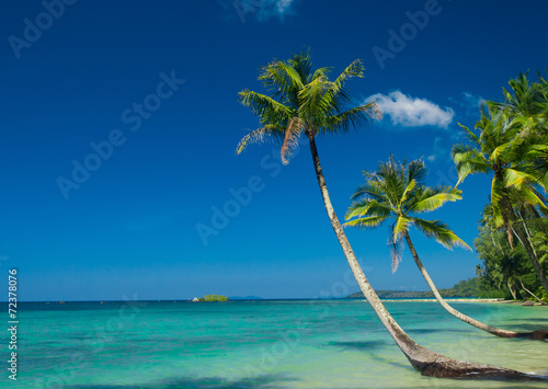 Fototapeta Naklejka Na Ścianę i Meble -  Coconut Coast Green Getaway