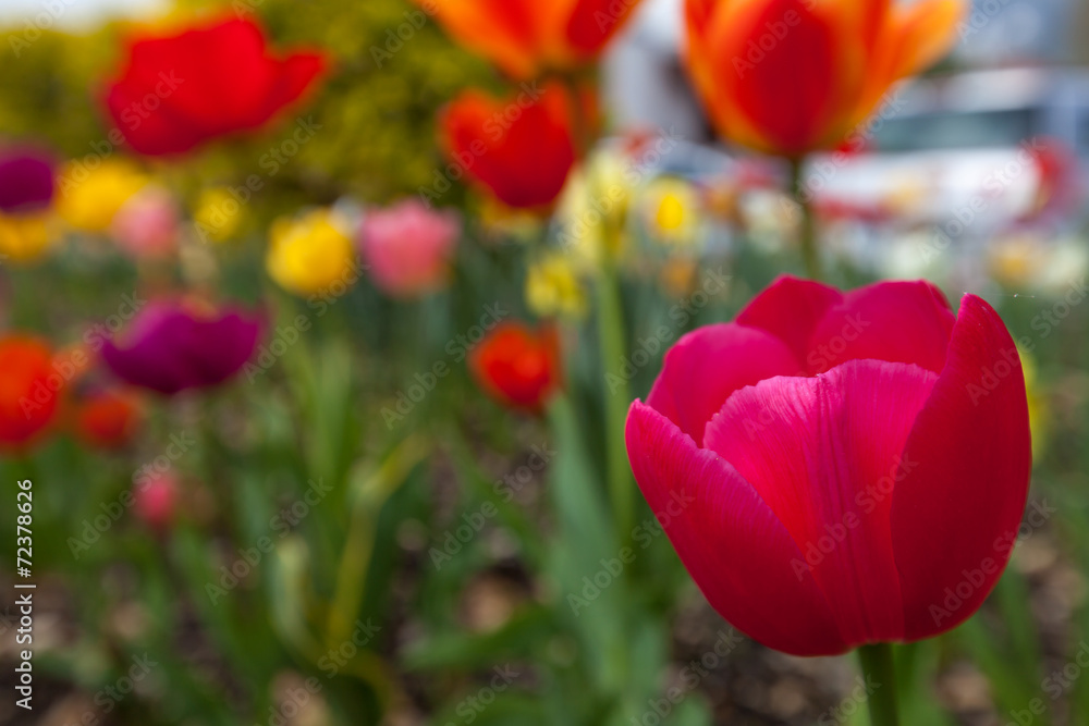 Pink tulip