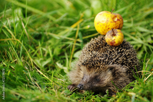 Hedgehog with apple 5