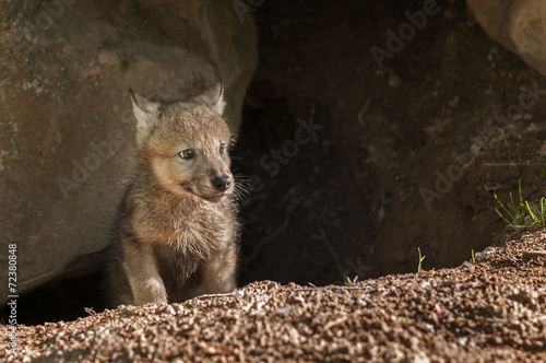Grey Wolf (Canis lupus) Pup Pokes Head out of Den