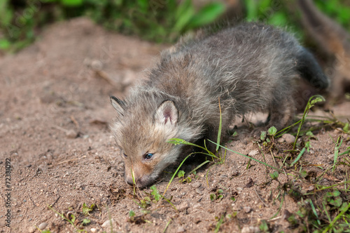 Red Fox Kit  Vulpes vulpes  Sniffs Ground Outside Den