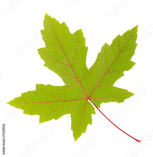 Colorful fall leaf isolated