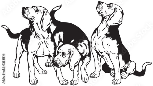 three beagles black white