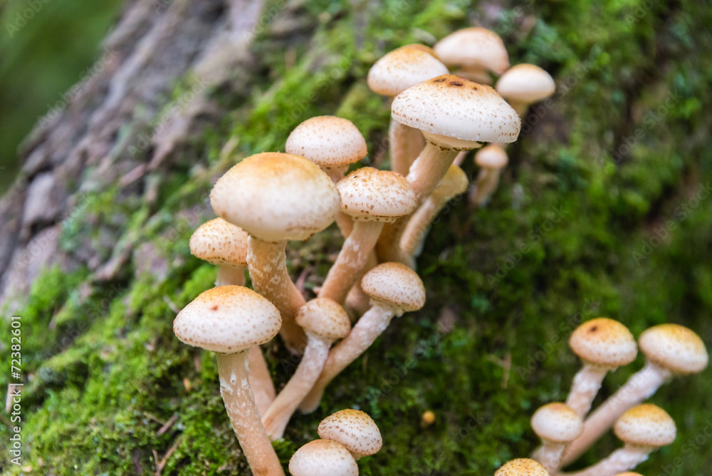 Honey agarics on the tree trunk. Honey agarics on the tree trunk.