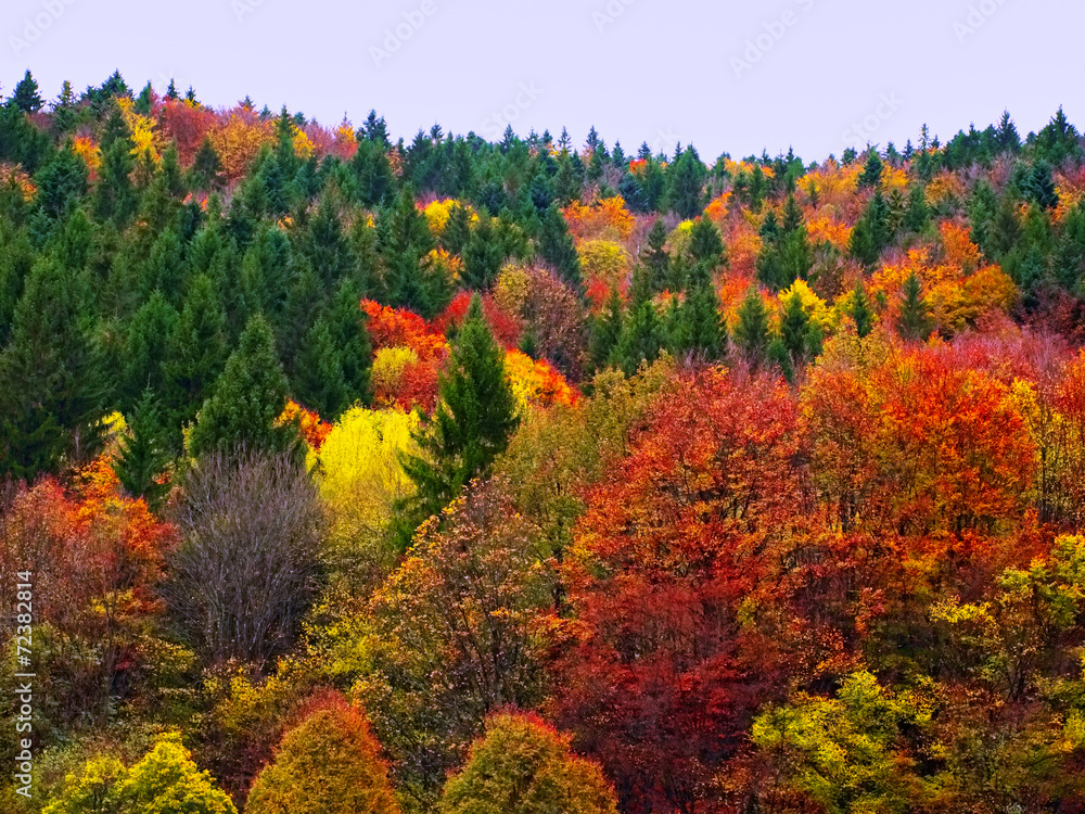 Autumn Fall Forest Trees Landscape