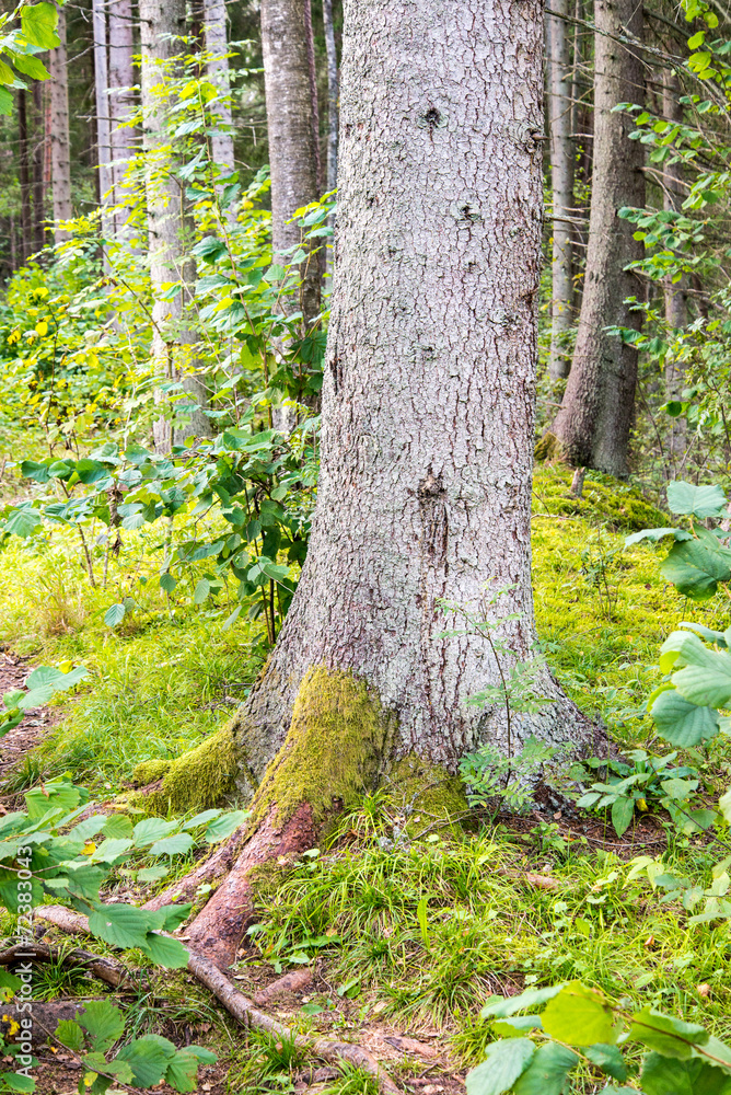 trees in green forest with moss and autumn colors trees in green forest with moss and autumn colors