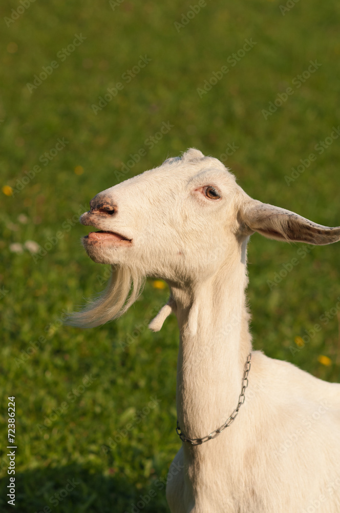 Obraz premium goat