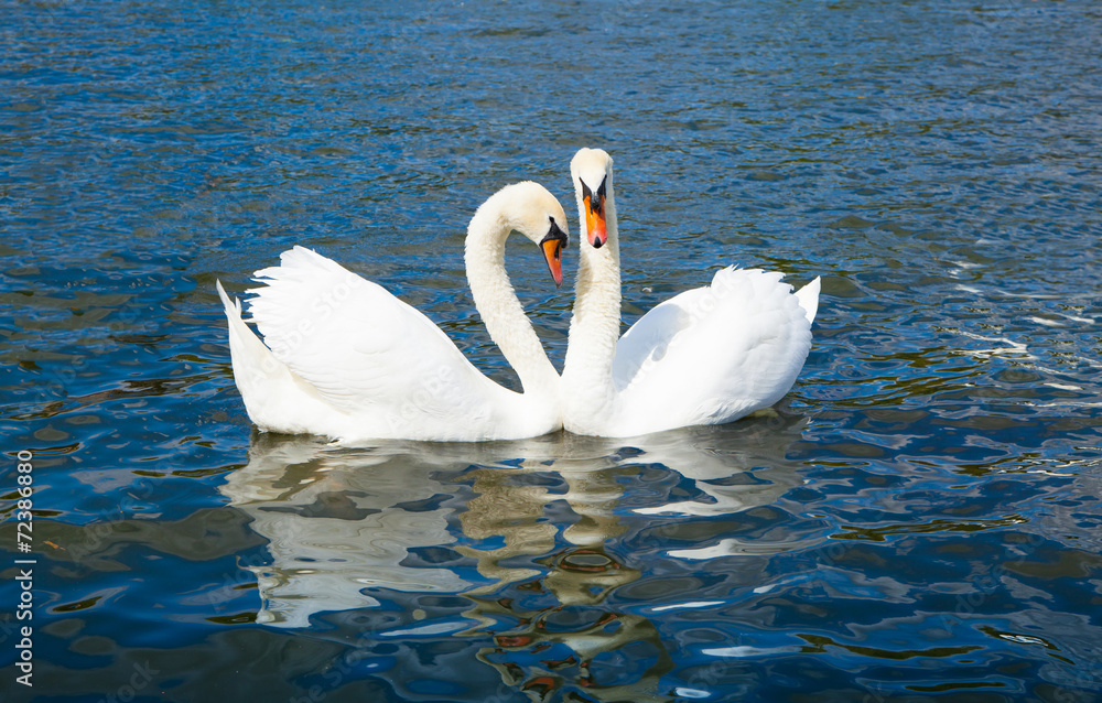 Naklejka premium Swans in Hyde park lake