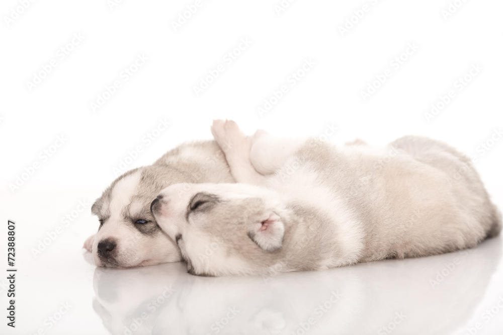 Siberian husky puppies on isolated background