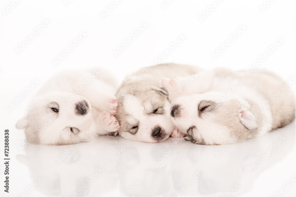 Siberian husky puppies on isolated background Siberian husky puppies on isolated background