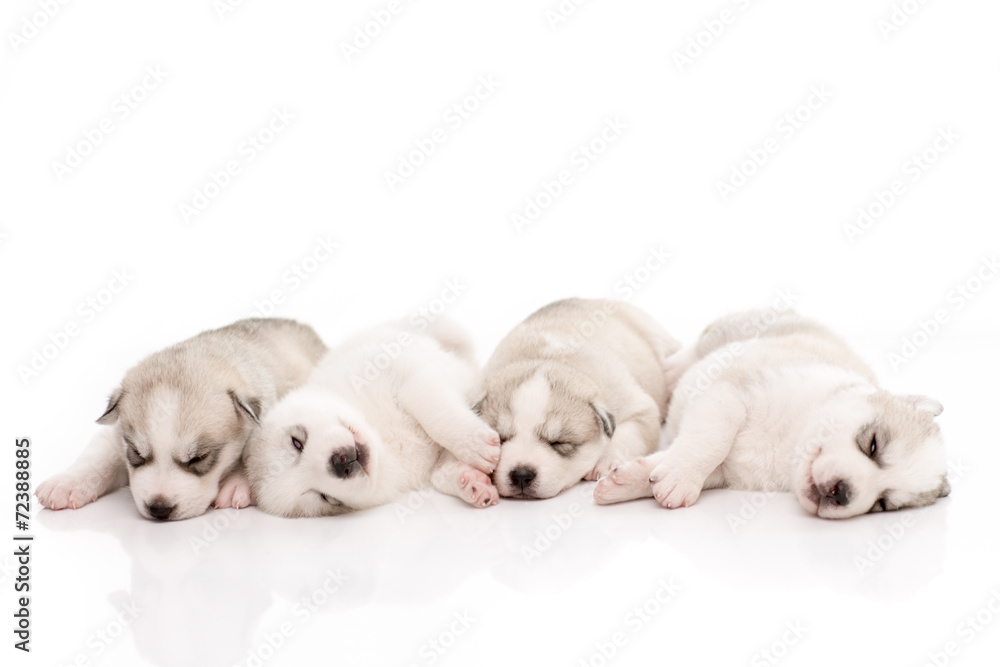 Siberian husky puppies on isolated background Siberian husky puppies on isolated background