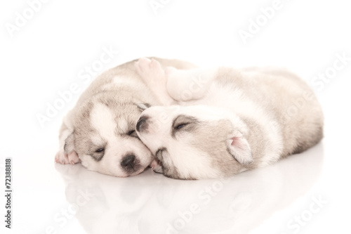 Siberian husky puppies on isolated background