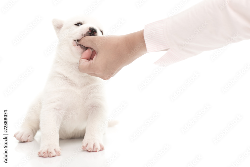 Siberian husky puppy Siberian husky puppy