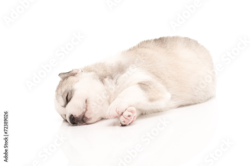 Siberian husky puppy
