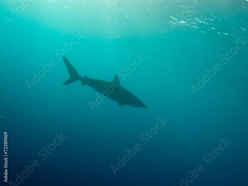 Silky shark (Carcharhinus falciformis) under water photo