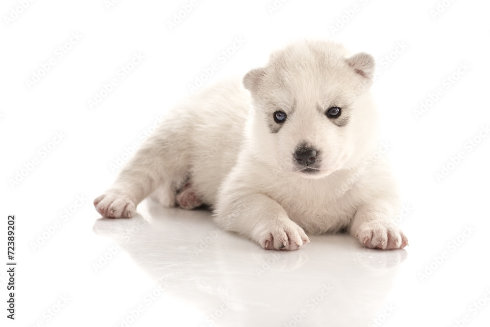 Fototapeta premium Siberian husky puppy on white background
