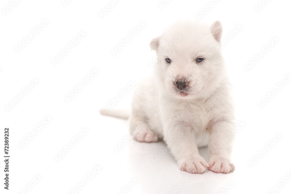 Siberian Husky puppy Siberian Husky puppy