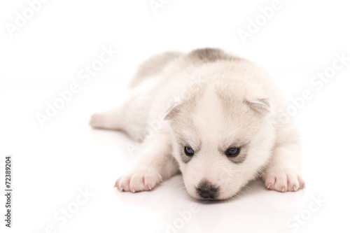 Siberian husky puppy on white background