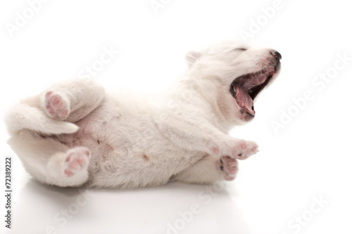 Siberian husky puppy on white background