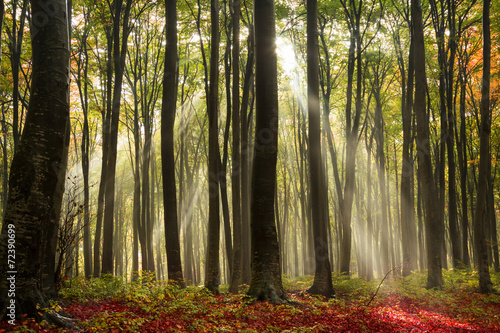 Fototapeta Naklejka Na Ścianę i Meble -  Sun rays in the forest