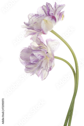 Fototapeta Naklejka Na Ścianę i Meble -  tulip